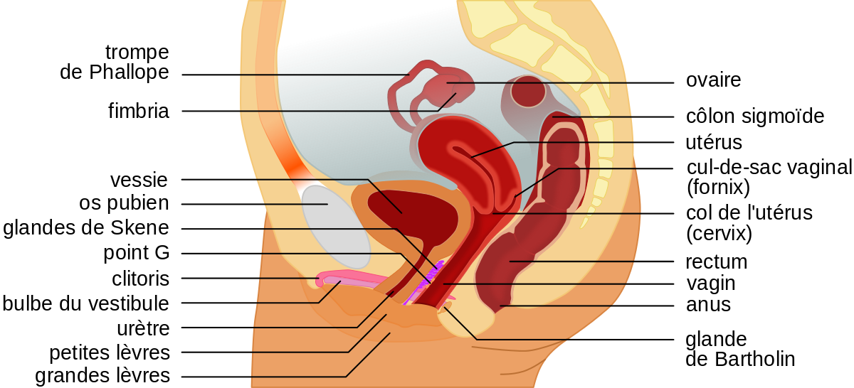 Female_anatomy_with_g-spot-fr.svg.png